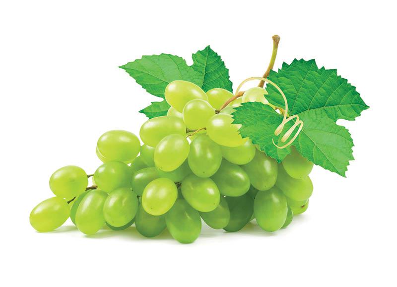 Besėklės žaliosios vynuogės