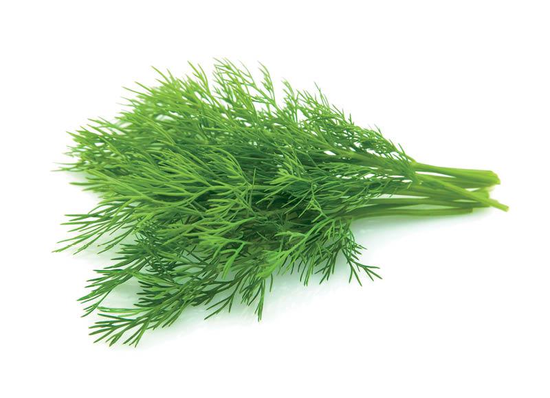 Šviežių krapų ryšulėlis