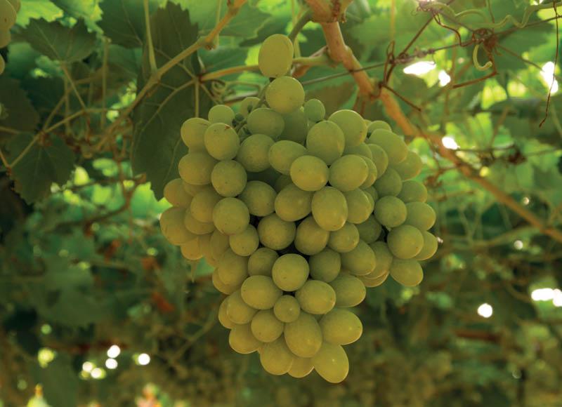 Fasuotos žaliosios besėklės vynuogės COTTON CANDY