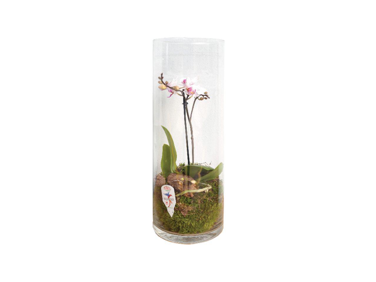 Falenopsis stiklinėje vazoje