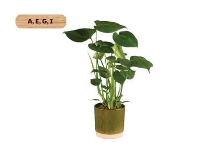 elephant ear philodendron plant Alocasia Borneo Giant Elephant Ear, Live Tropical Plant main image 1