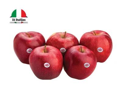Obuoliai „Crimson Snow“