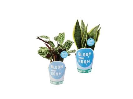 Kambarinės gėlės Bloom your Room