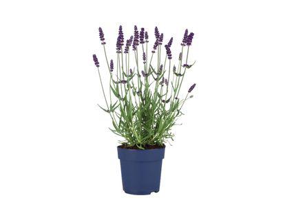Levanda „Angustifolia“