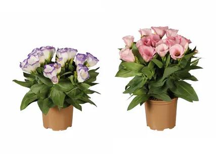 Eustoma