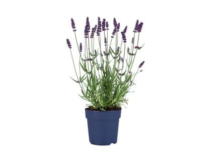 Levanda Angustifolia