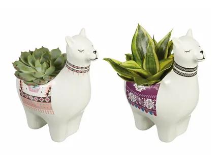 Dekoratyviniai augalai Alpacca keramikos inde