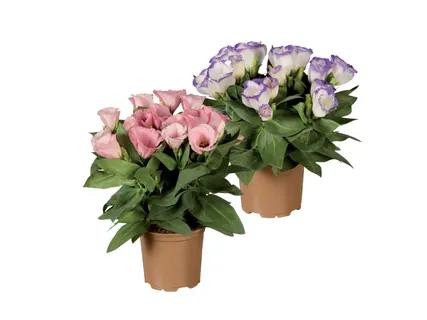 Prekė: Eustoma
