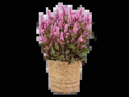 Prekė: Celiozija „Wild Pink“