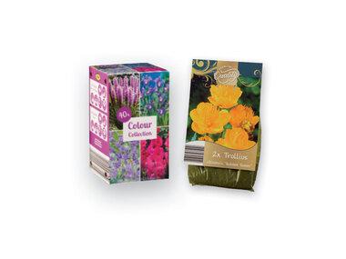 Gėlių svogūnėliai „Colour Collection“ arba vasarinių augalų gumbai