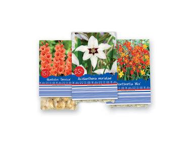 Daugiamečių augalų gumbai arba rudeninių gėlių svogūnėliai „Standard“