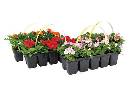 Prekė: Įvairių gėlių krepšelis, 4 rūšių, 1 rink. (10 vnt.)