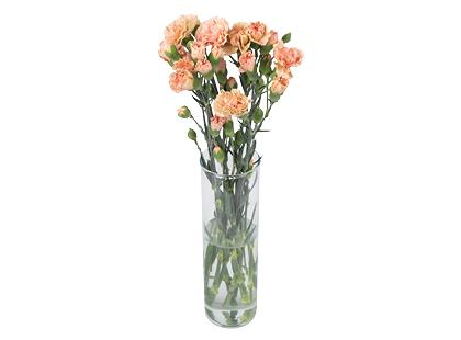 Gvazdikų puokštė, 50 cm, 1 puokštė – 9 vnt.