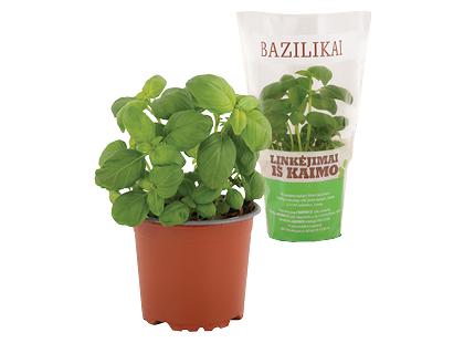 Bazilikai vazonėlyje LINKĖJIMAI IŠ KAIMO*, 150 g