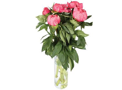 Bijūnų puokštė, 50 cm, 1 puokštė – 5 vnt.