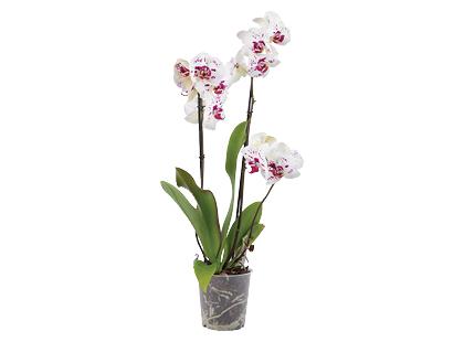 Vazoninė gėlė orchidėja, 1 vaz.