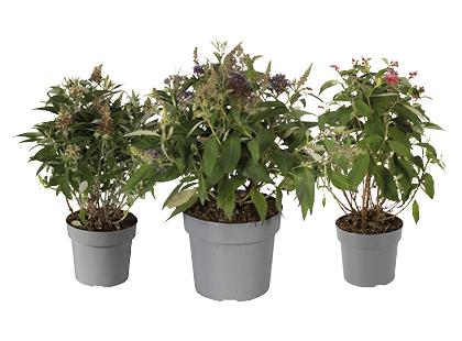 Lauko augalas budlėja*, įvairių spalvų, 1 vaz.