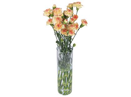 Gvazdikų puokštė, 50 cm, 1 puokštė – 9 vnt.