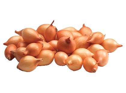 Žieminių svogūnų sėjinukai SENSHYU YELLOW*, sveriami, 1 kg