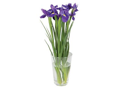 Vilkdalgių puokštė*, 50 cm, 1 puokštė – 7 vnt.