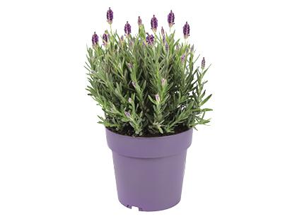 Vazoninis augalas levanda ANOUK*, 1 vaz.