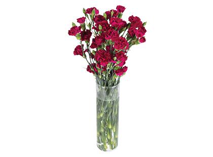 Prekė: Gvazdikų puokštė*, 50 cm, 1 puokštė – 11 vnt.