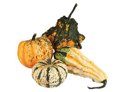Dekoratyviniai moliūgai*, įvairių rūšių, 1 kg