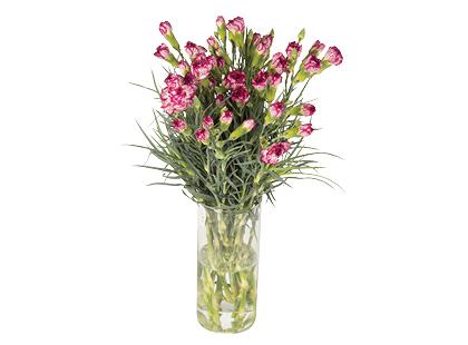 Gvazdikėlių puokštė*, 50 cm, 1 puokštė – 15 vnt.