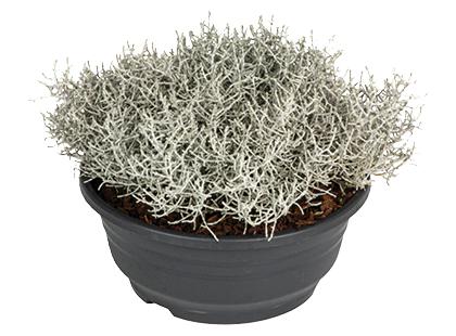 Lauko augalas kalocefalas*, 1 vaz.