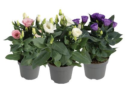 Prekė: Vazoninė gėlė eustoma*, įvairių spalvų, 1 vaz.