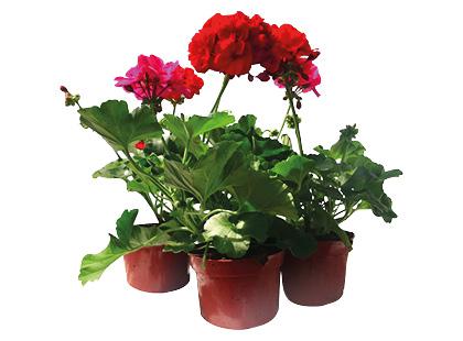Vazoninė gėlė pelargonija*, įvairių spalvų, 1 vaz.