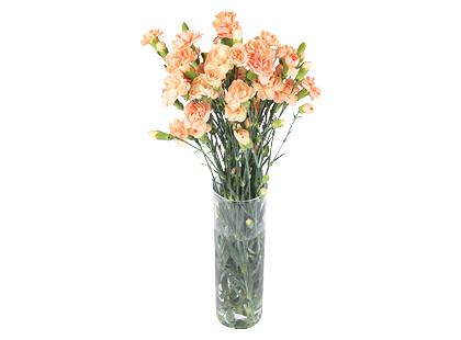 Prekė: Gvazdikų puokštė*, 50 cm, 1 puokštė – 15 vnt.