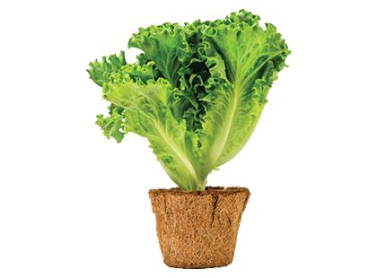 Salotos vazonėlyje LOLLO BIONDO*, fasuotos, 150 g