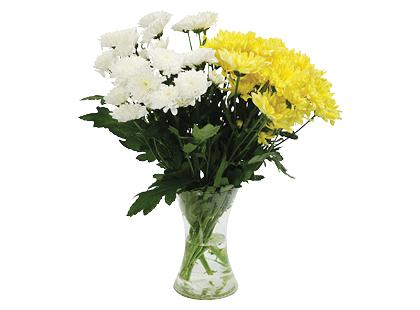 Prekė: Daugiažiedė chrizantema, 1 puokštė – 4 vnt.