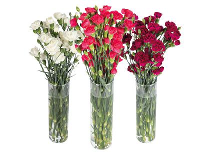 Gvazdikų puokštė, įvairių spalvų, 50 cm, 1 puokštė – 11 vnt.