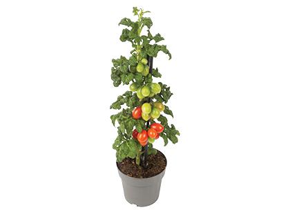 Pomidoras su vaisiais vazonėlyje*, 1 vaz.