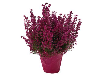 Lauko augalas ERICA*, 1 vaz.