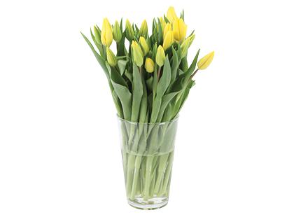 Tulpių puokštė, 35 cm, 1 puokštė – 15 vnt.