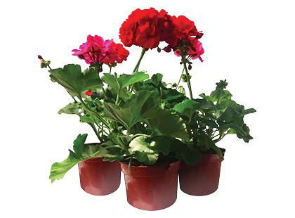Prekė: Vazoninė gėlė pelargonija, įvairių spalvų, 1 vaz.