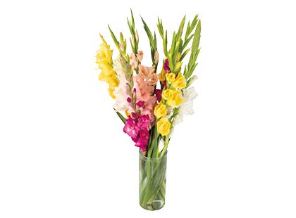 Skinta gėlė kardelis, 70 cm, 1 vnt.