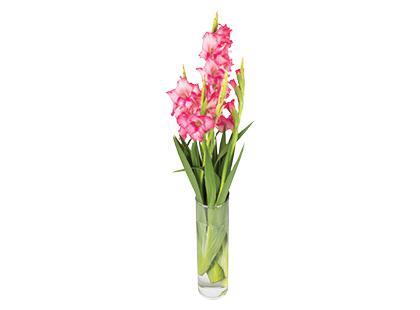Kardelių puokštė*, 70 cm, 1 puokštė – 5 vnt.